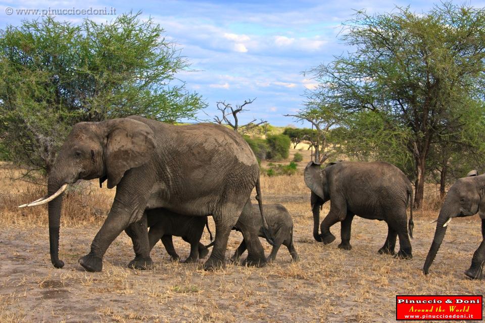 TANZANIA - Tarangire National Park - 34.jpg